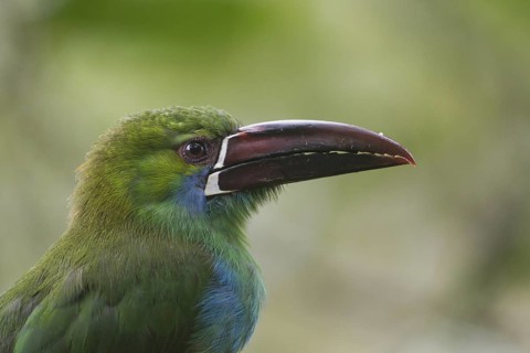 Crimson-rumped Toucanet (Aulacorhynchus haematopygus), Pichincha, Ecuador