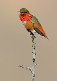 Allen's Hummingbird Male (Selasphorus sasin) - Rancho Palos Verdes, California