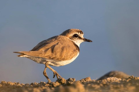 Kentish Plover (Charadrius alexandrinus), Lesvos, Greece