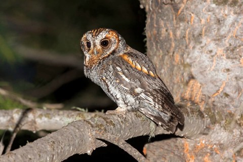 Flammulated Owl Psiloscops flammeolus Santa Catalina Mountains, Pima County, Arizona, United States