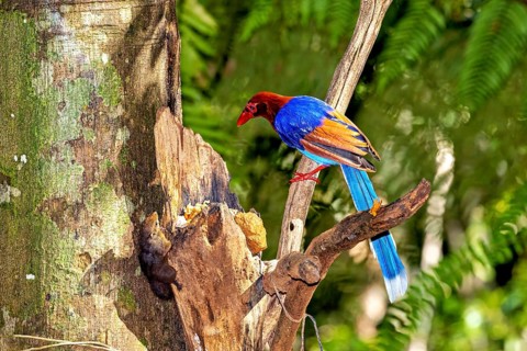 A colourful bird sits on a tree branch and gazes with interest at its surroundings, A jewelled