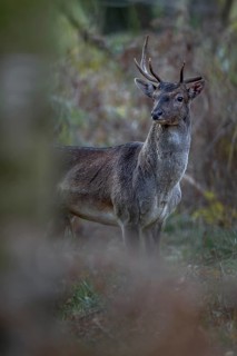 A young fallow deer (Dama dama) with broken antlers and a bloody ear appears in front of the