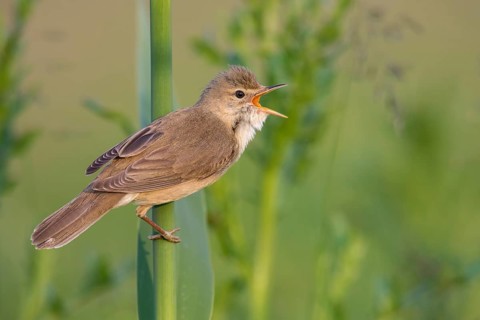 Marsh Warbler (Acrocephalus palustris) male singing in reeds, Poland