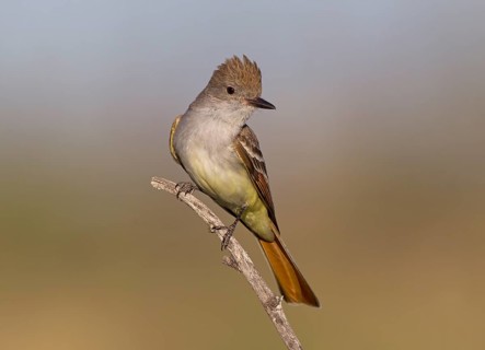 Ash-throated Flycatcher (Myiarchus cinerascens), Arizona, USA