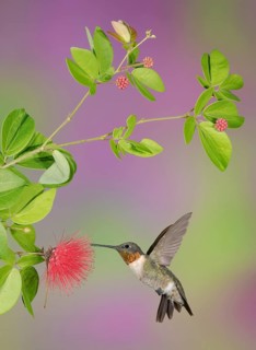 Ruby-throated Hummingbird (Archilochus colubris) male flying while feeding on flower nectar, Texas,