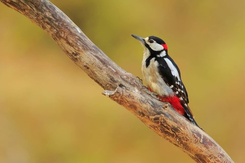 Great Spotted Woodpecker (Dendrocopos major) male, Andalusia, Spain
