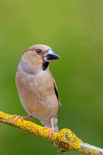 A hawfinch (Coccothraustes coccothraustes), Rhine-Palatinate district, Tiszaalp-r, Kiskuns-gi