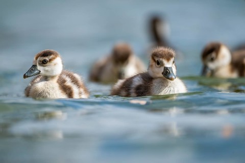 Egyptian goose (Alopochen aegyptiaca) chicks swimming on a lake, Bavaria, Germany