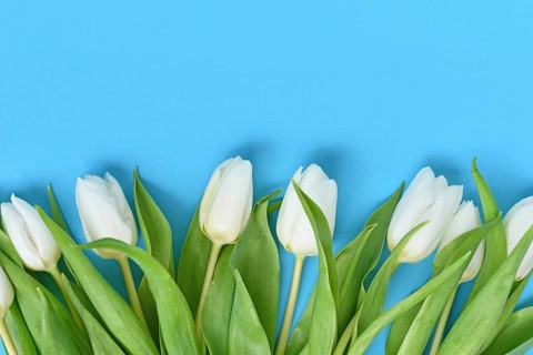Bunch of white Tulip spring flowers on blue background with copy space