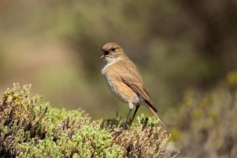 Sickle-winged Chat (Emarginata sinuata) singing from bush, Sani Pass, Lesotho