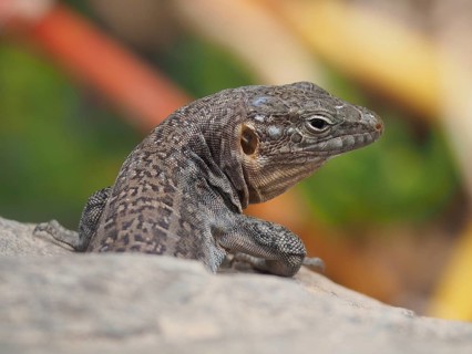Gran Canaria giant lizard (Gallotia stehlini)