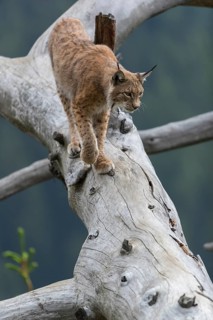 One Eurasian lynx, (Lynx lynx), walking down on a fallen tree. Frontal view with green forest in
