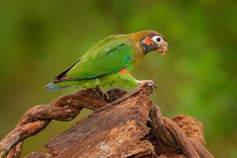 Detail of parrot head. Brown-hooded Parrot, Pionopsitta haematotis, portrait of light green parrot