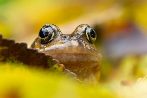 Common frog (Rana temporaria) adult amphibian amongst fallen autumn leaves in a garden, England,