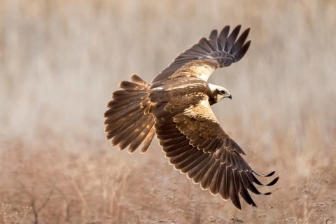 Western Marsh Harrier (Circus aeruginosus) female flying, Castile-La Mancha, Spain