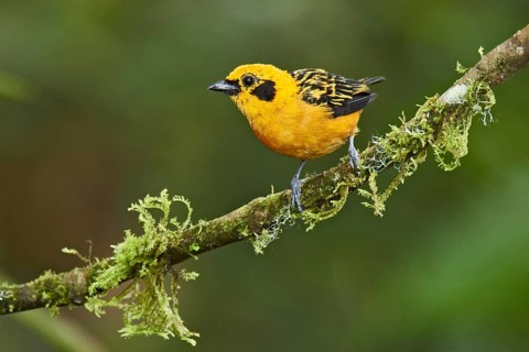 Golden Tanager (Tangara arthus) perched on a mossy branch, Ecuador