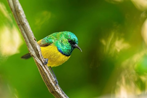 Collared Sunbird, Forest Sunbird, Hedydipna collaris, (Anthodiaeta collaris), (Anthreptes