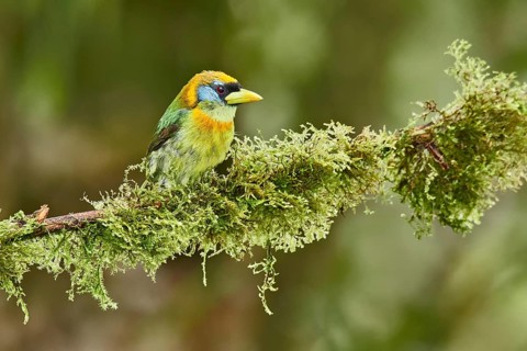 Red-headed Barbet (Eubucco bourcierii) female perched on a mossy branch, Ecuador