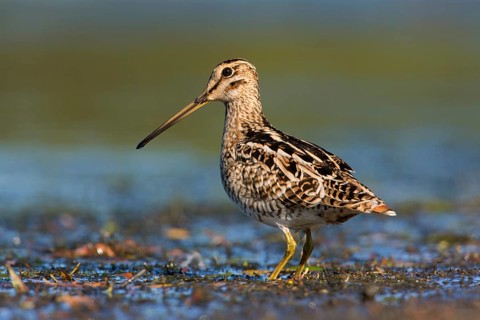 Latham's Snipe (Gallinago hardwickii) foraging, Victoria, Australia