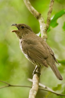 Tooth-billed Bowerbird (Scenopoeetes dentirostris) singing, Queensland, Australia