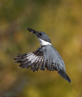Belted Kingfisher (Megaceryle alcyon) male flying with fish prey in its beak, Florida, USA