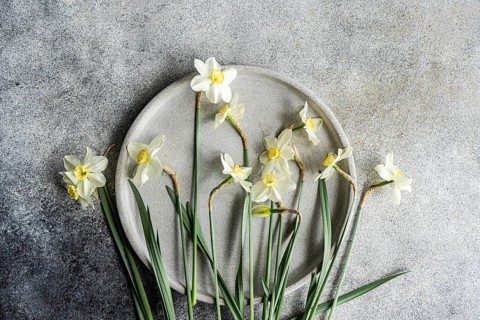 Top view of fresh white daffodils artistically arranged on a circular gray plate, set against a