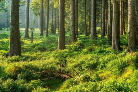 Untouched natural spruce forest in the warm light of the morning sun, blueberry bushes cover the