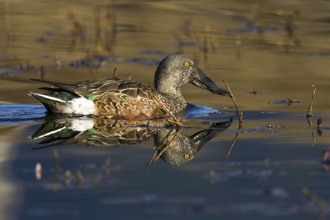 Northern Shoveler (Spatula clypeata) male, Madrid, Spain