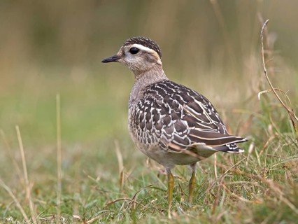 Eurasian Dotterel (Charadrius morinellus), Wales, United Kingdom
