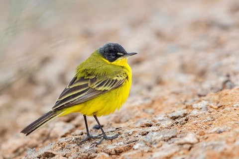 Yellow wagtail, (Motacilla flava feldegg), Motacilla feldegg, Animals, Birds, Middle East, Israel