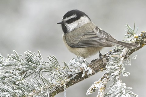 Mountain Chickadee (Poecile gambeli), New Mexico, USA