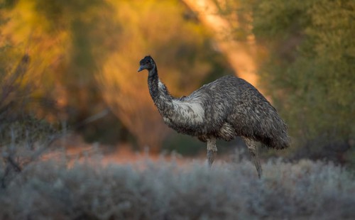 Emu (Dromaius novaehollandiae), Queensland, Australia