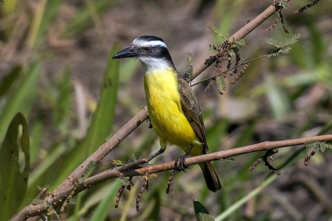 Sulphur mask tyrant, Bem-te-vi (Pitangus sulphuratus), South America, Mato Grosso, Pantanal, Brazil