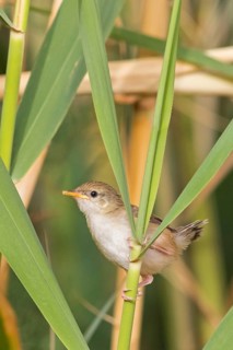 Striped Prinia, Prinia gracilis, Israel