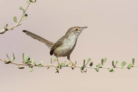 Graceful Prinia (Prinia gracilis), Eilat, Israel
