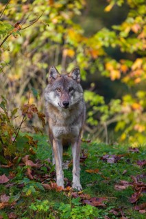 A eurasian gray wolf (Canis lupus lupus) stands on a meadow on a hill with a colourful foliage in