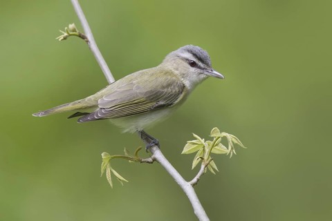 Red-eyed Vireo (Vireo olivaceus), Ohio, USA