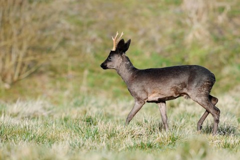 European roe deer (Capreolus capreolus), black roebuck, Lower Saxony, Germany