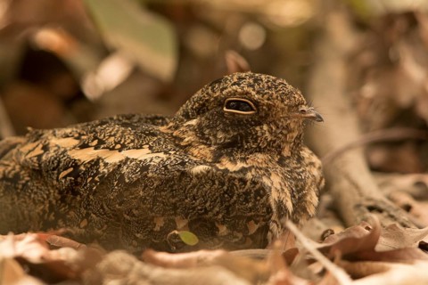 Standard-winged Nightjar (Caprimulgus longipennis) female, Gambia