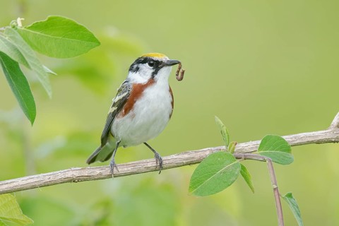 Chestnut-sided Warbler (Setophaga pensylvanica) with a caterpillar in its beak, Minnesota, USA