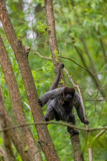 A common woolly monkey, brown woolly monkey, or Humboldt's woolly monkey (Lagothrix lagothricha)