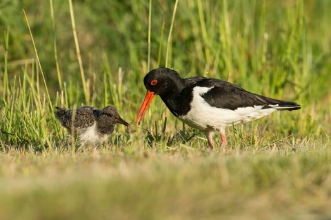 Eurasian Oystercatcher (Haematopus ostralegus) feeding chick, Schleswig-Holstein, Germany