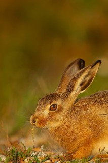 European brown hare (Lepus europaeus) juvenile baby leveret animal feeding in grassland in the