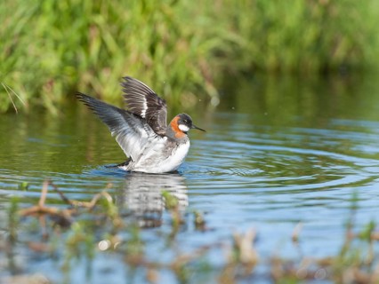 Red-necked Phalarope (Phalaropus lobatus) female bathing, Iceland