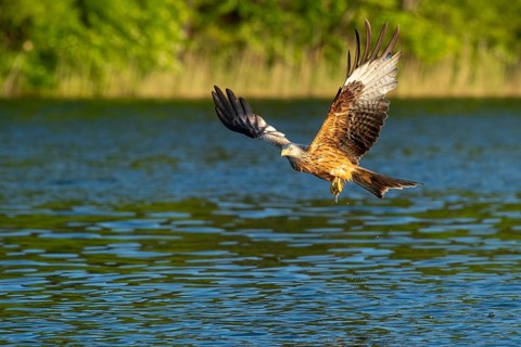 Red kite (Milvus milvus) in flight, Feldberger Seenlandschaft, Mecklenburg-Western Pomerania,