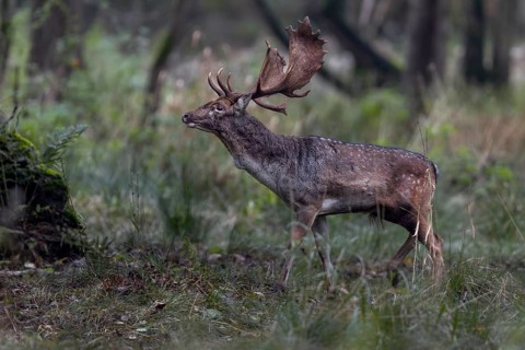The fallow deer (Dama dama) moves purposefully towards an opponent, always ready to defend its