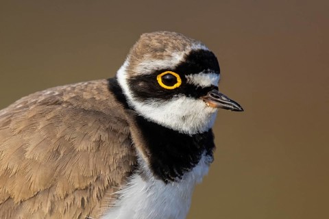 Little Ringed Plover (Charadrius dubius), North Rhine-Westphalia, Germany