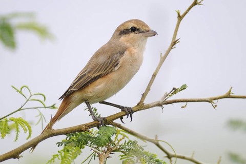 Red-tailed Shrike (Lanius phoenicuroides), India