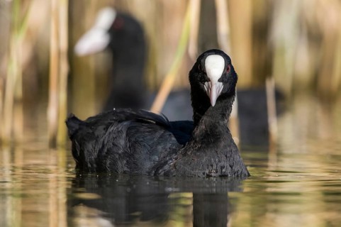 Eurasian Coot (Fulica atra), Mecklenburg-Western Pomerania, Germany