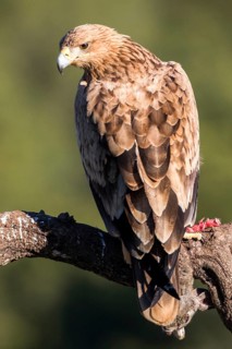 Spanish Imperial Eagle (Aquila adalberti) juvenile perched on a branch, Andalusia, Spain